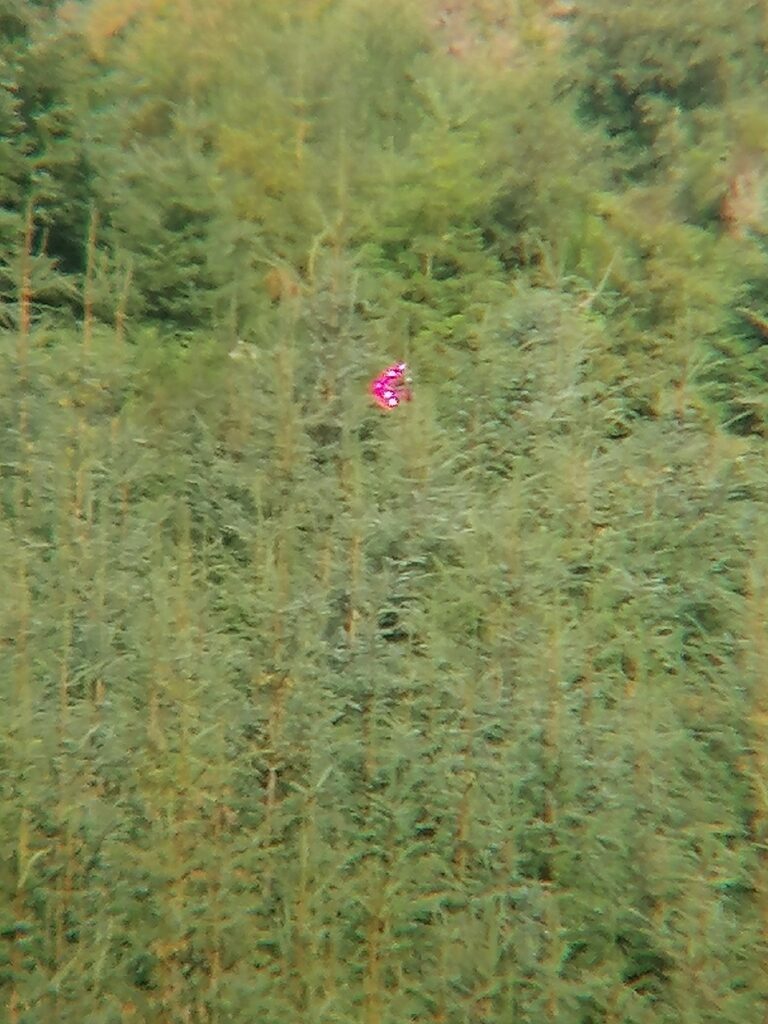 An object shines pink and white in the sun at the top of a tree in a dense forest.